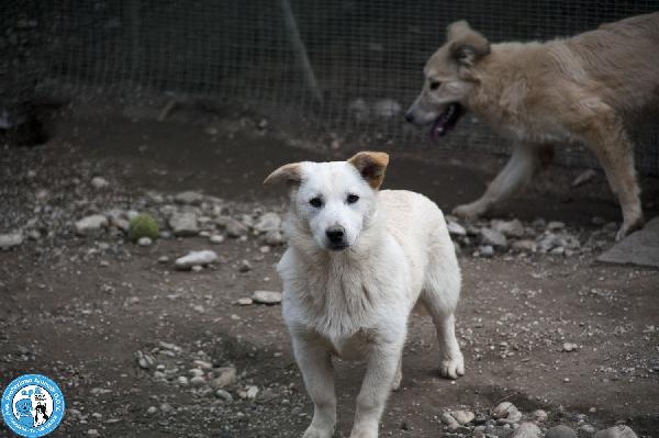 Asia, Astro, Aria: tre fratelli timidi e dolcissimi Foto 3